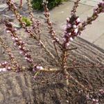 Prunus persica 'Little Purple Delight' - Perzikboom