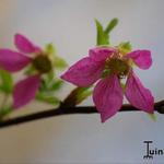 Rubus spectabilis - Prachtframboos