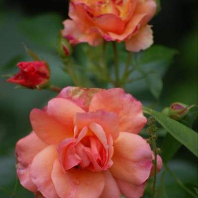 Roos - Rosa 'Aprikola'