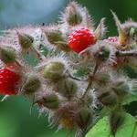 Rubus phoenicolasius - Japanse wijnbes