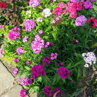 Dianthus barbatus