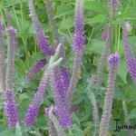 Teucrium hyrcanicum ‘Purple Tails' - Gamander, Valse salie