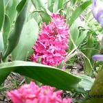 Hyacinthus - Hyacint