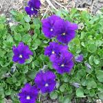 Viola cornuta 'Grumpy Bishop' - Hoornviooltje