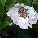 Hortensia - Hydrangea macrophylla 'Teller White'