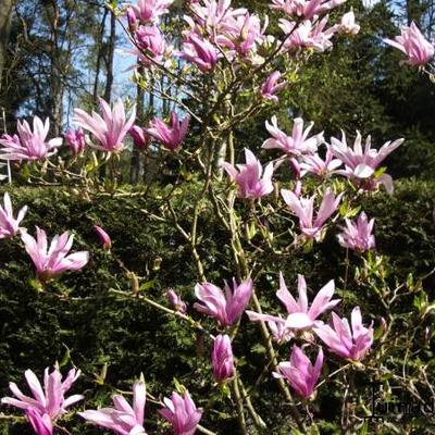 Beverboom - Magnolia 'Susan'