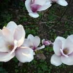 Magnolia x soulangeana 'Satisfaction' - Beverboom