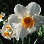 Narcissus 'Barret Browning' - Narcis