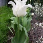 Tulipa 'White Liberstar' - Tulp