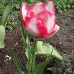 Tulipa 'Cartouche' - Tulp