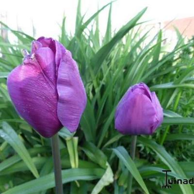 Tulipa 'Negrita' - Tulp