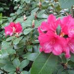 Rhododendron 'Anna Rose Whitney' - Rododendron