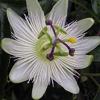 Passiebloem - Passiflora caerulea ´Constance Elliott´