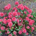 Rhododendron  'Hino-crimson' - Azalea