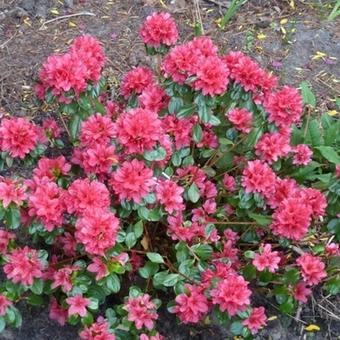 Rhododendron  'Hino-crimson'