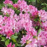 Rhododendron 'Cosmopolitan - Rododendron