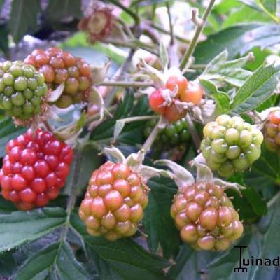 Rubus fruticosus 'Thornless Evergreen' - Braambes
