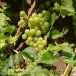 Vitis vinifera 'Vroege van der Laan' - Druif