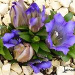 Gentiana scabra 'Rocky Diamond Blue' - Herfstgentiaan, Japanse gentiaan