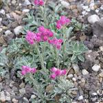 Antennaria dioica 'Rotes Wunder' - Rozenkransje