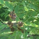 Amorpha herbacea - Dwerg Indigostruik