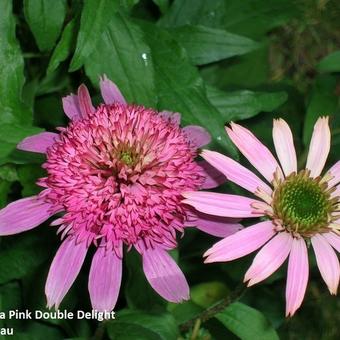 Echinacea purpurea 'Pink Double Delight'