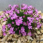 Dianthus microlepis - Anjer