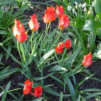 Tulipa 'Princeps'