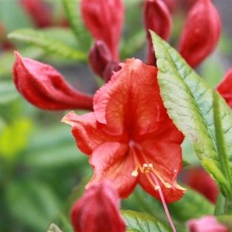 Rhododendron 'Hotspur Red'