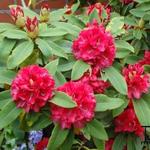 Rhododendron 'Wilgen´s Ruby' - Rododendron