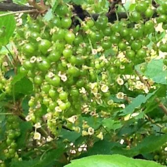 Ribes rubrum (rode bes)