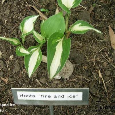Hartlelie - Hosta 'Fire and Ice'
