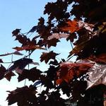 Acer platanoides 'Royal Red' - Noorse esdoorn