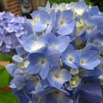 Hydrangea macrophylla 'FOREVER & EVER'