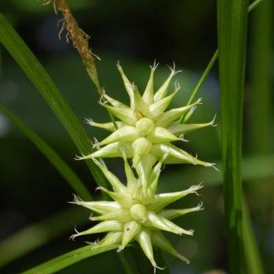 Zegge - Carex grayi