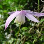 Clematis alpina 'Willy' - Bosrank
