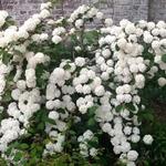 Viburnum plicatum - Japanse sneeuwbal