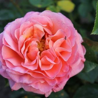 Rosa 'Marie Curie'