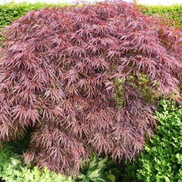 Japanse esdoorn - Acer palmatum  dissectum 'Inaba-shidare'