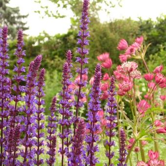 Salvia nemorosa 'Caradonna'