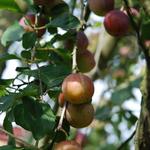 Prunus domestica 'Reine Claude d'Althan' - Pruimelaar