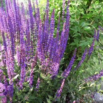 Salvia nemorosa 'Caradonna'