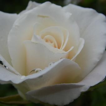 Rosa  'Climbing Iceberg'