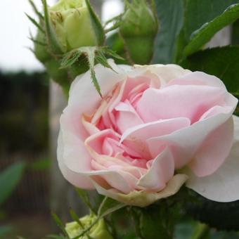 Rosa 'Great Maiden's Blush'