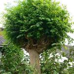 Robinia pseudoacacia ‘Umbraculifera’ - Bolacacia
