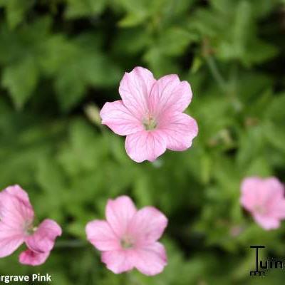 Ooievaarsbek - Geranium endressii 'Wargrave Pink'