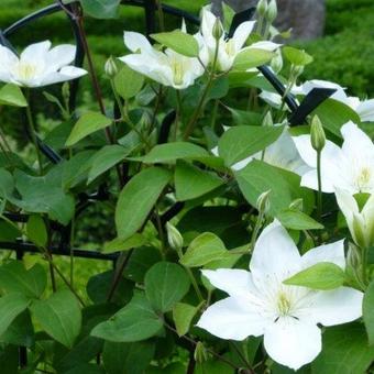 Clematis 'SoMany White Flowers'