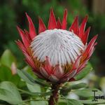 Protea cynaroides 'Little Prince' - Protea