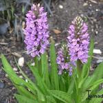 Dactylorhiza maculata - Orchidee, Gevlekte orchis