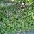 Geranium x oxonianum 'Orkney Cherry'